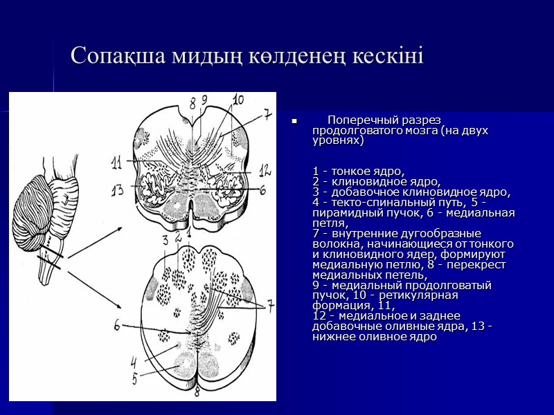 Сопақша мидың көлденең кескіні       Поперечный разрез продолговатого мозга